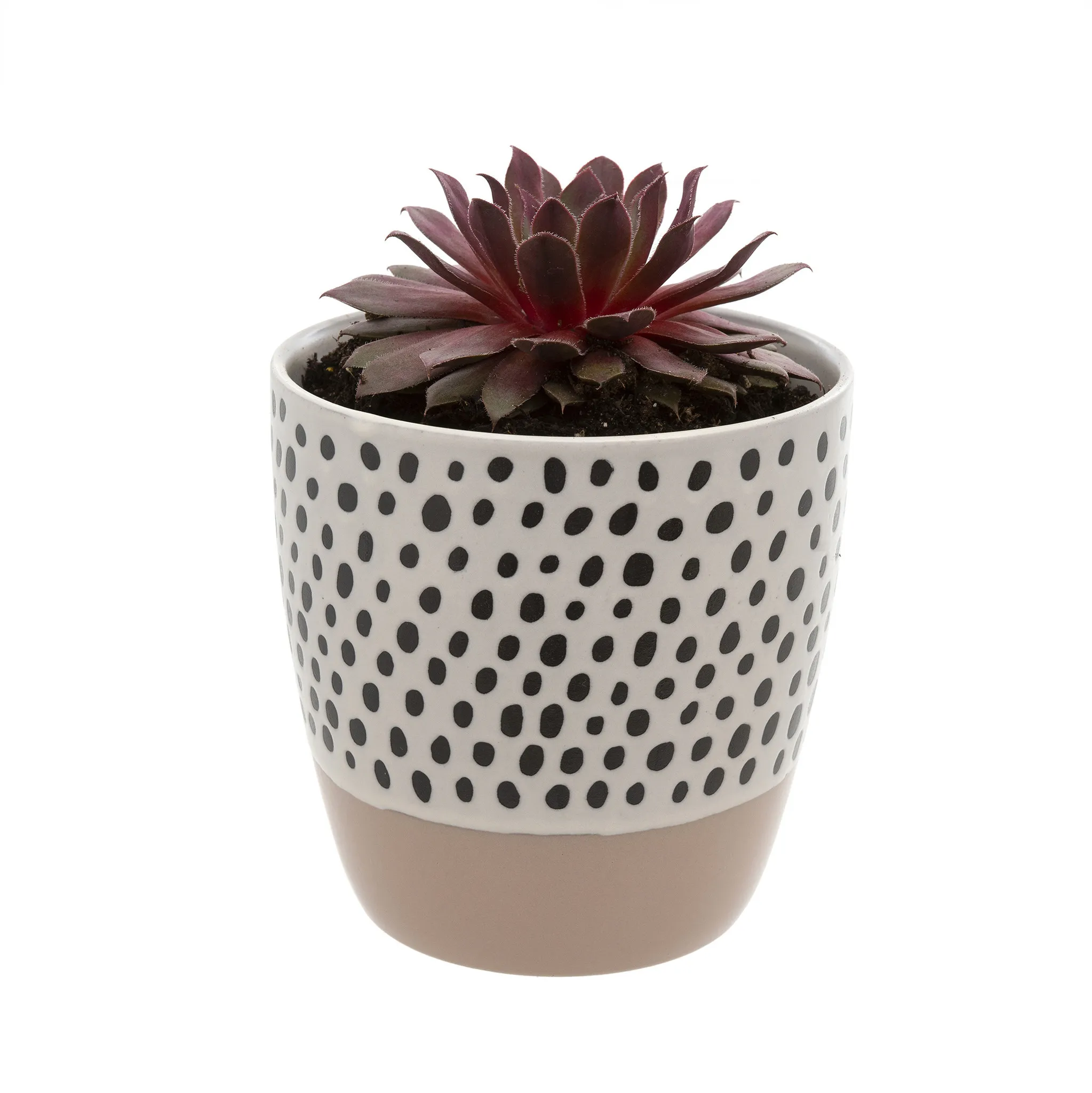 POLKA DOT POT  PINK